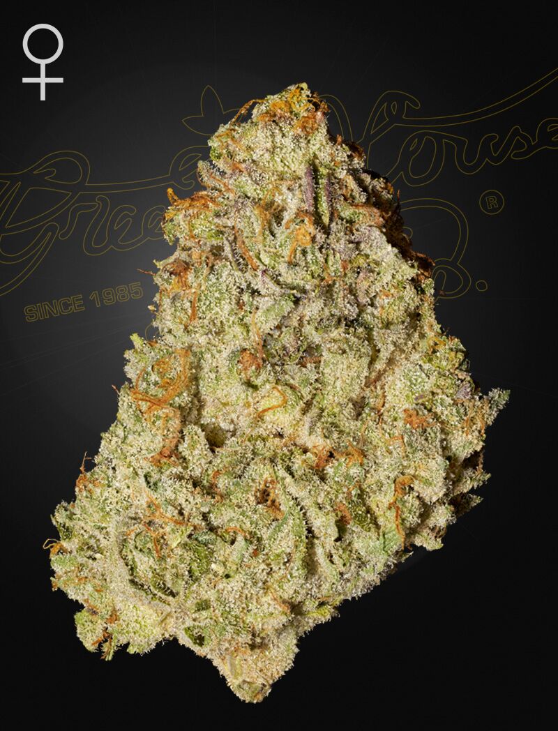 Super Lemon Haze x GMO, Фасовка: 1, изображение 2